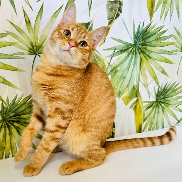 Photo of Jasper   Located In Northcote