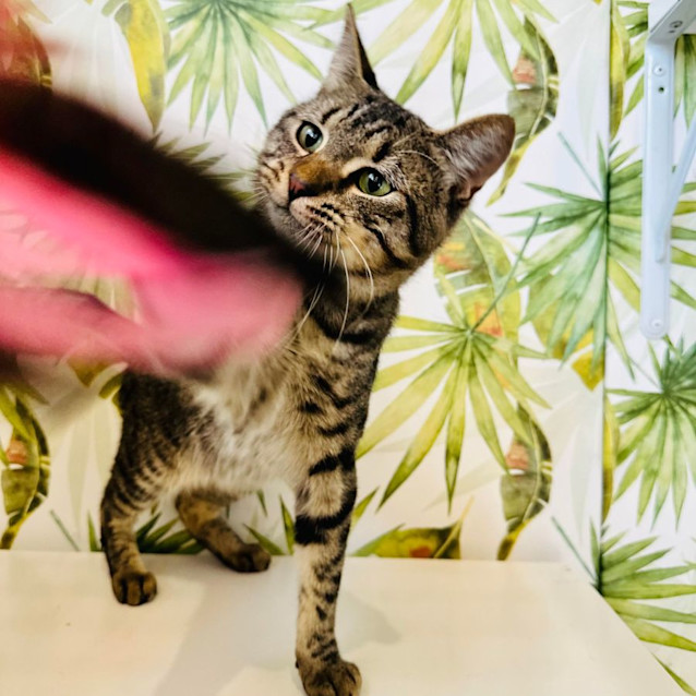 Photo of Jagger   Located In Northcote