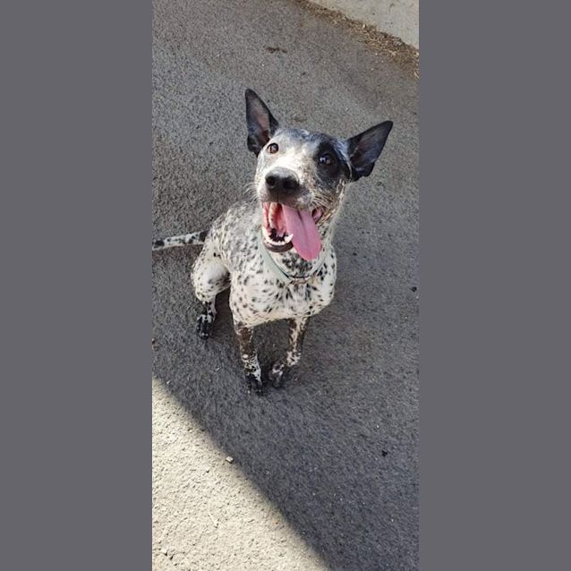 Photo of Pipper