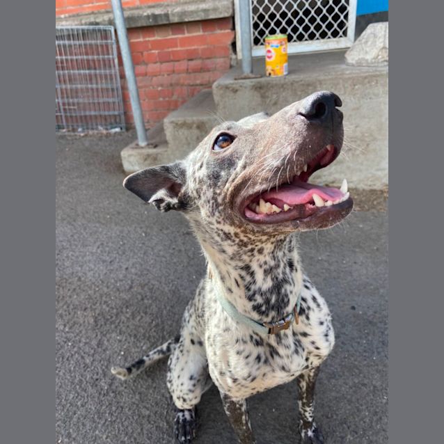 Photo of Pipper