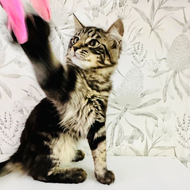 Photo of Allee   Located In Brunswick West