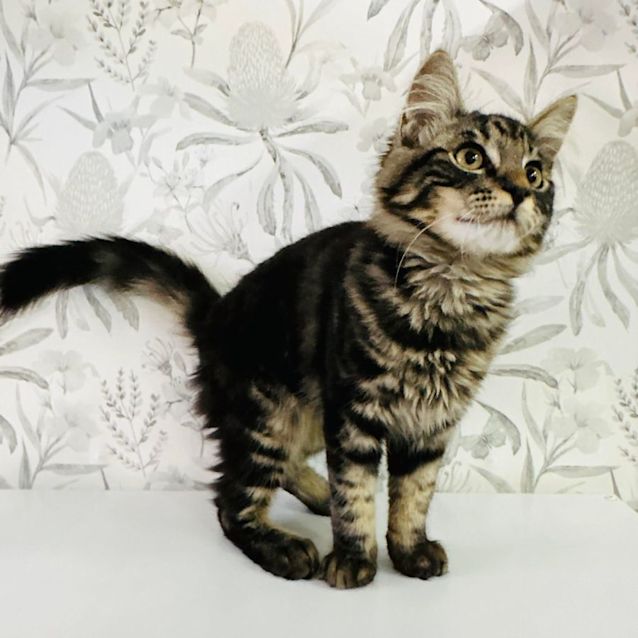 Photo of Allee   Located In Brunswick West