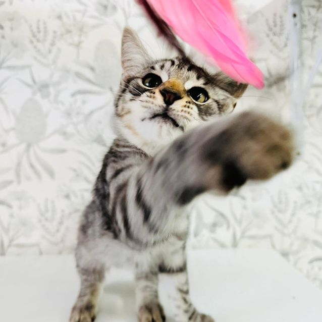 Photo of Mallee   Loacted In Preston