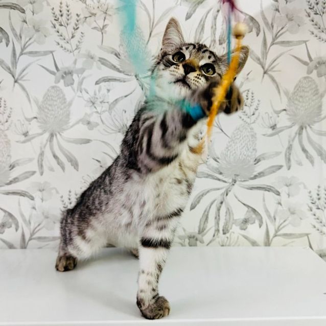 Photo of Mallee   Loacted In Preston