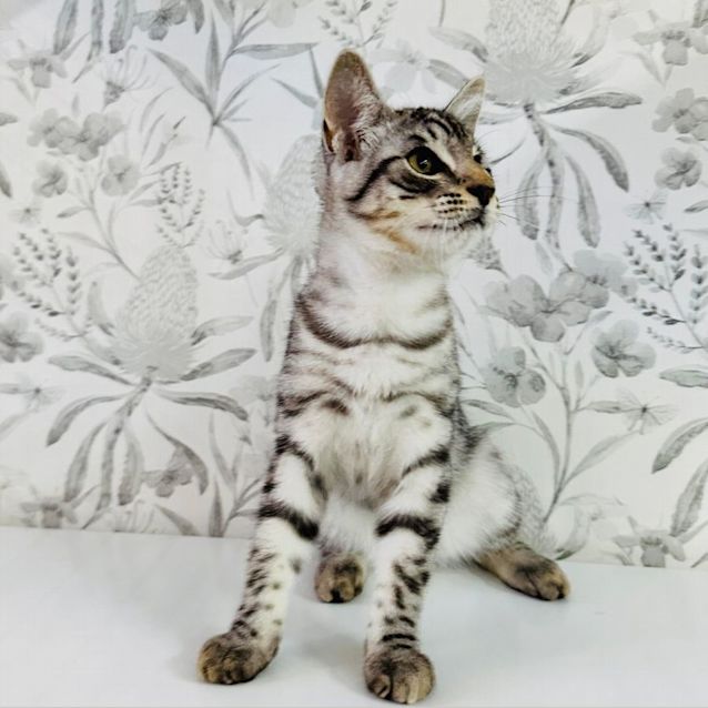 Photo of Mallee   Loacted In Preston