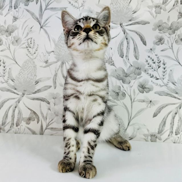 Photo of Mallee   Loacted In Preston