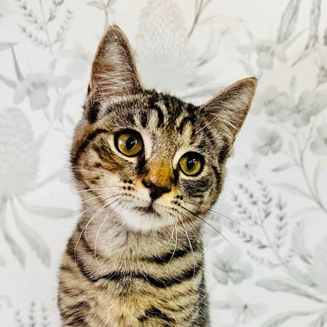 Photo of Kallee   Located In Preston