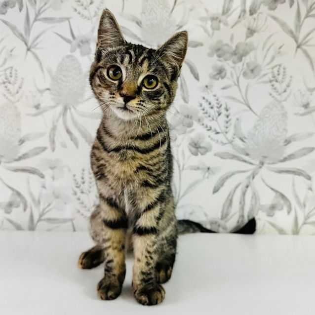 Photo of Kallee   Located In Preston