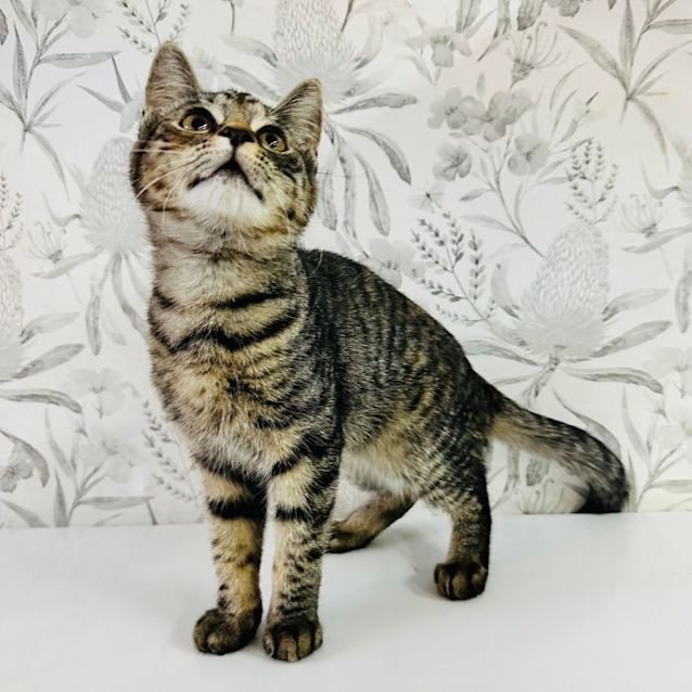 Photo of Kallee   Located In Preston