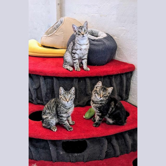 Photo of Mallee   Loacted In Preston