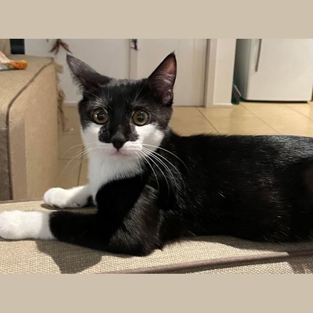 Photo of Lorenzo   Located In Eltham