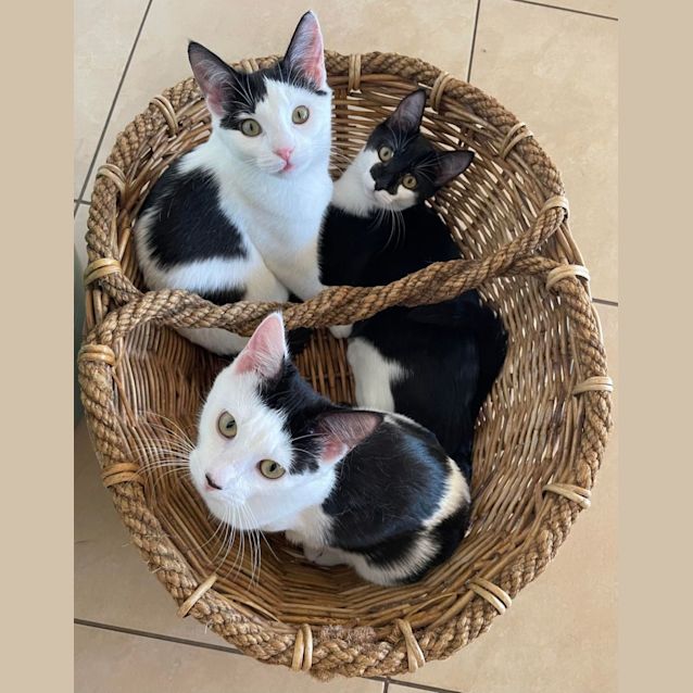 Photo of Lorenzo   Located In Eltham