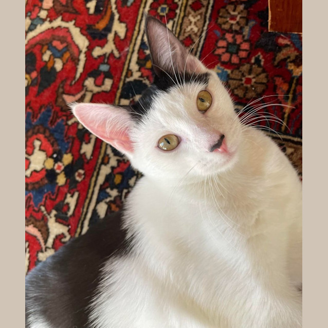 Photo of Portia   Located In Northcote