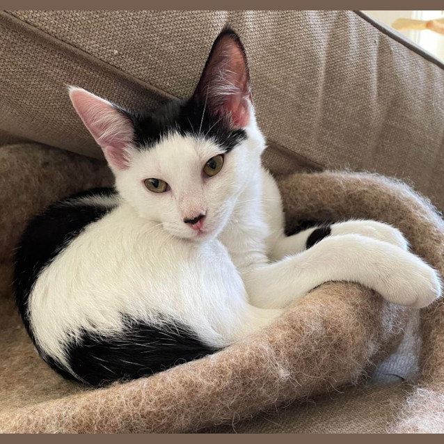 Photo of Portia   Located In Northcote