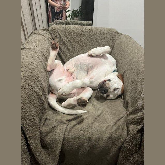 Photo of Vincent Whistledown