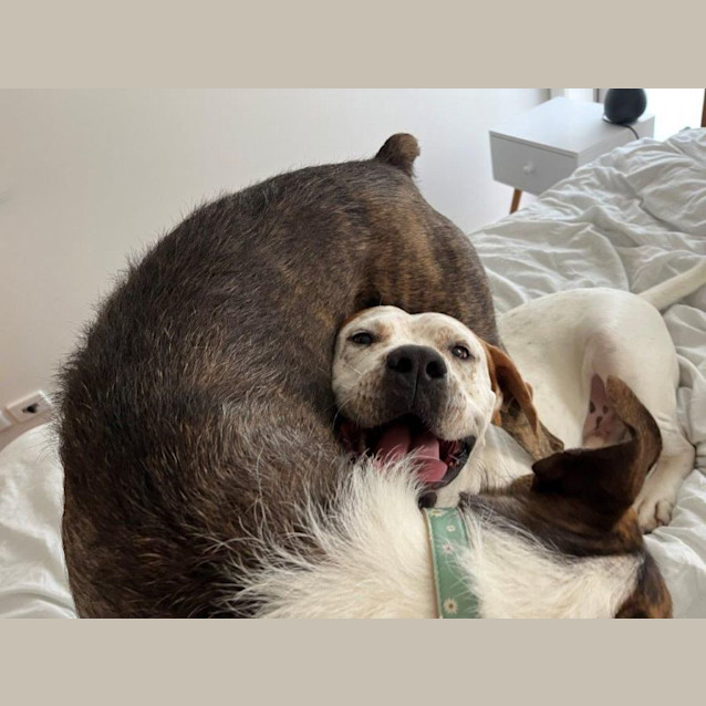 Photo of Vincent Whistledown