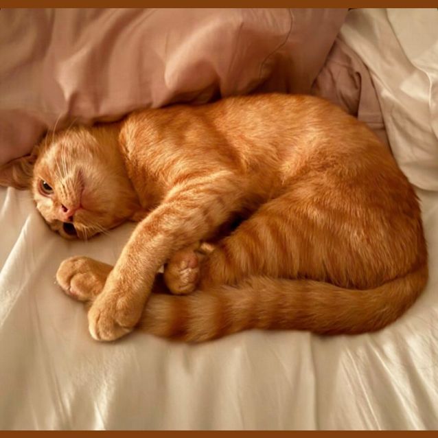 Photo of ❤️ Nacho ❤️