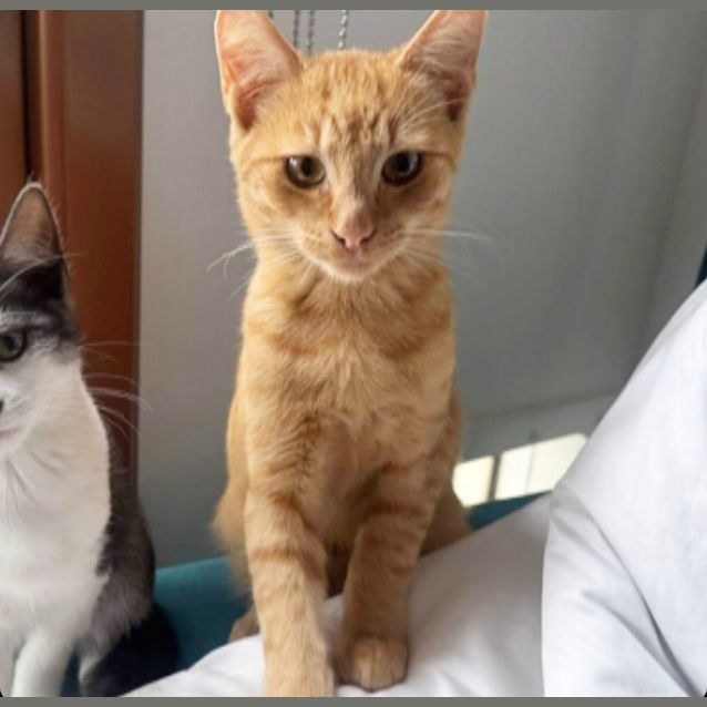 Photo of ❤️ Nacho ❤️