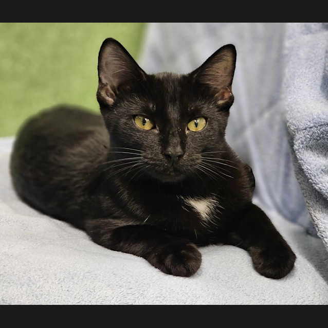 Photo of Zelda