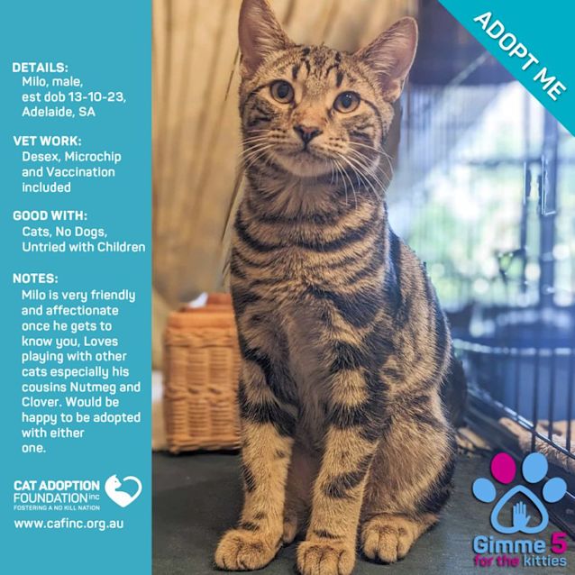 Photo of Milo Just $50 Limited Time!