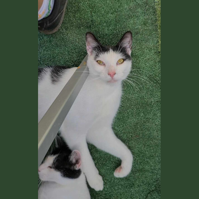 Photo of Star