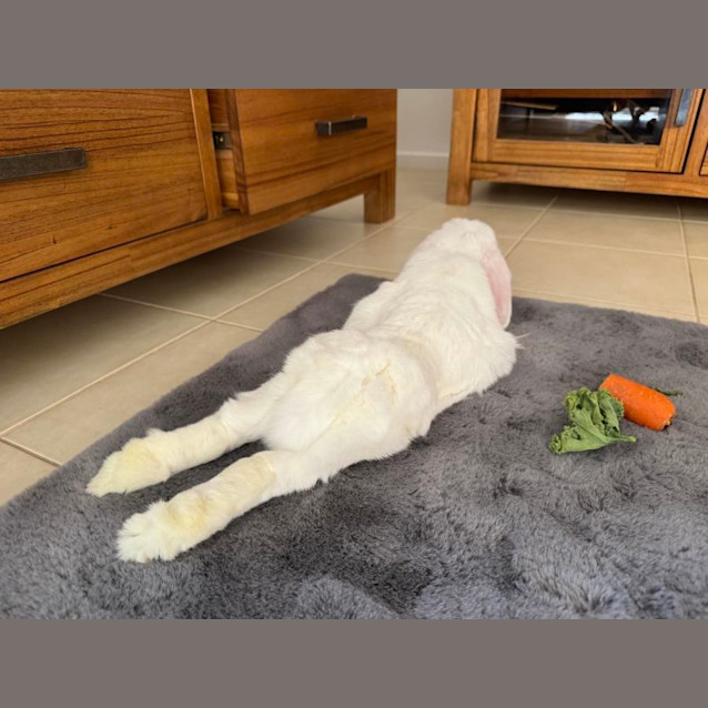 Photo of Harry Houdini (Located In Frankston)