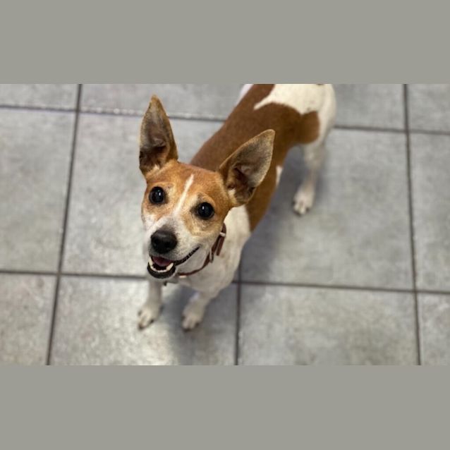 Photo of Jellybean