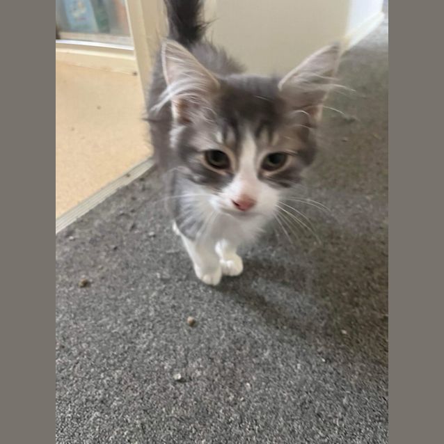 Photo of Geoff Meet Me At Petstock Chelsea Store