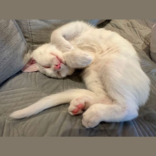 Photo of Olaf