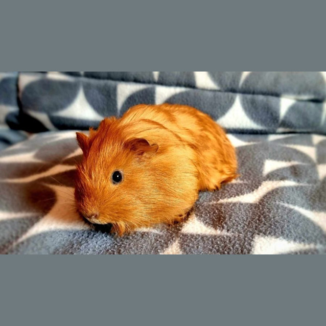 Photo of Biscuit