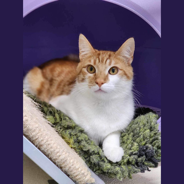 Photo of 🦚 Phoenix 5086 🦚