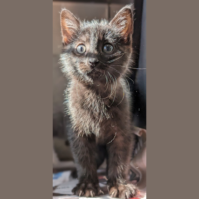 Photo of Carbucketty