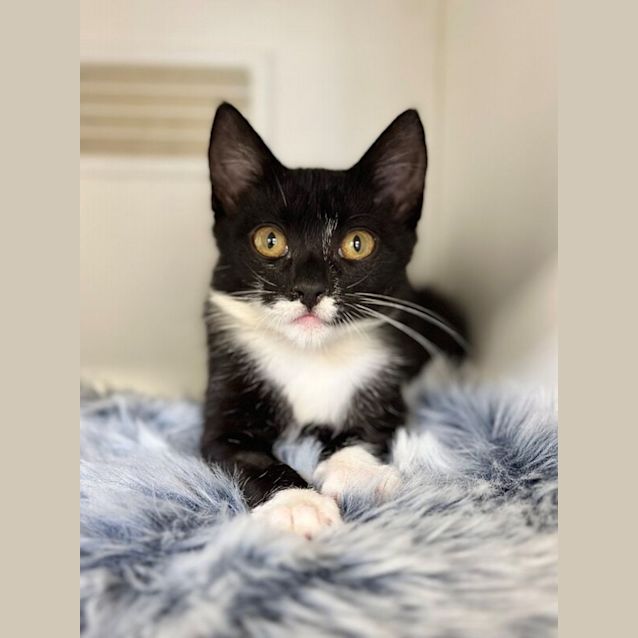 Photo of Figaro