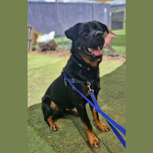 Photo of Enzo