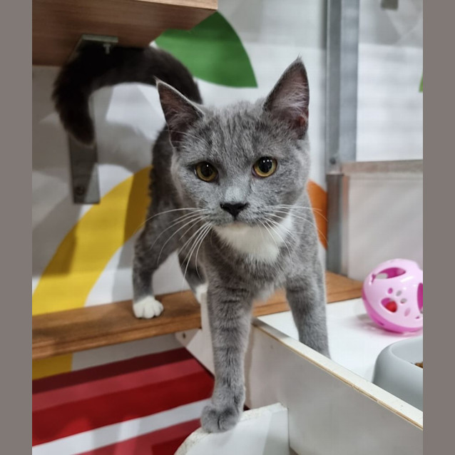 Photo of Lilac