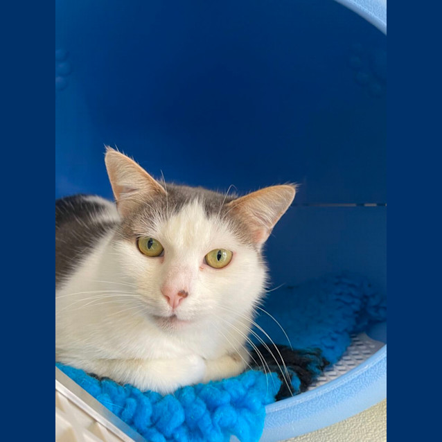 Photo of 🍭 Mowgi F02723 🍭