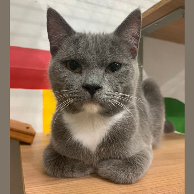 Photo of Lilac