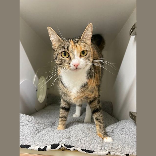 Photo of 💎 Veronica F02817 💎