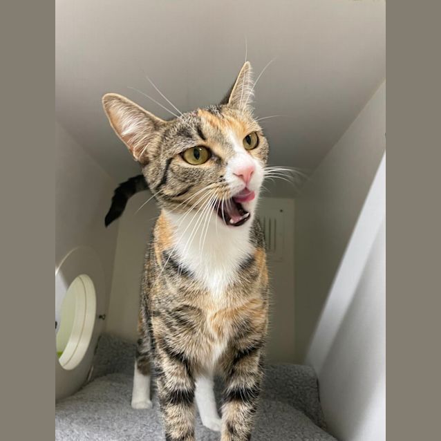 Photo of 💎 Veronica F02817 💎