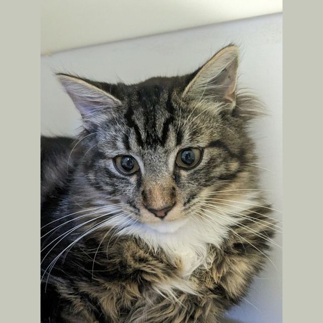 Photo of 🍫 Malteasers F02812 🍫