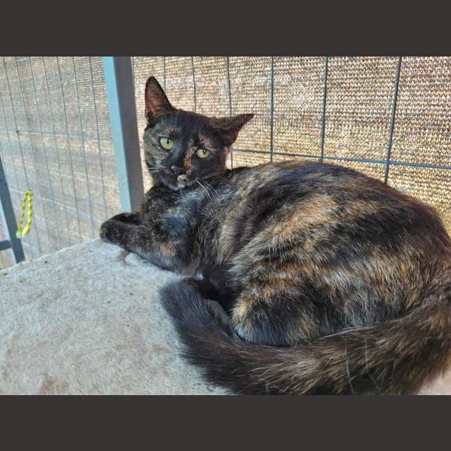 Photo of Stella 