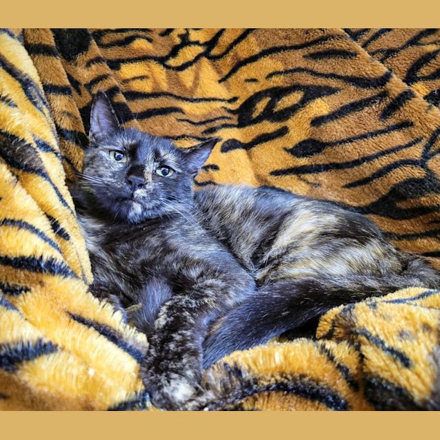 Photo of Stella 