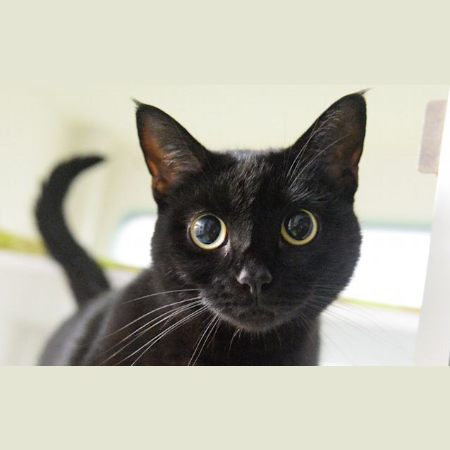 Photo of Olive