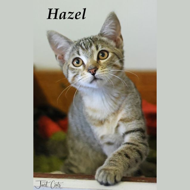 Photo of Hazel   Petstock