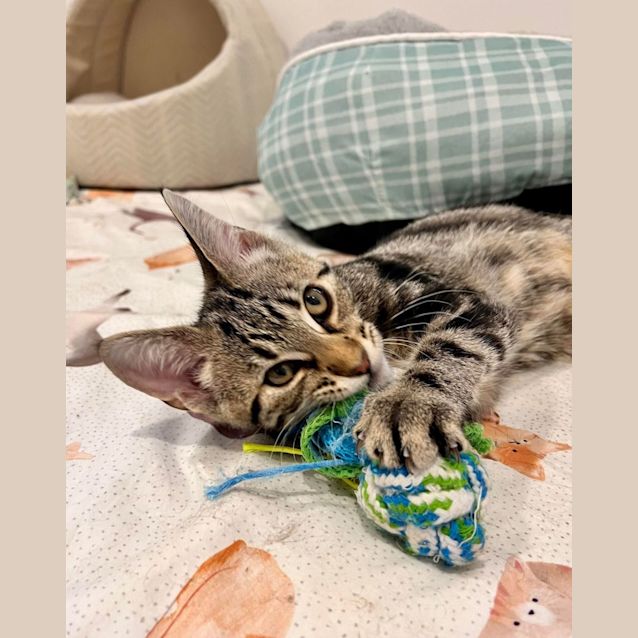 Photo of Jinx   Located In Doreen