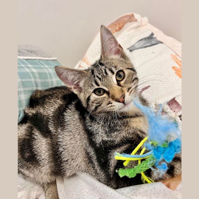 Photo of Jinx   Located In Doreen