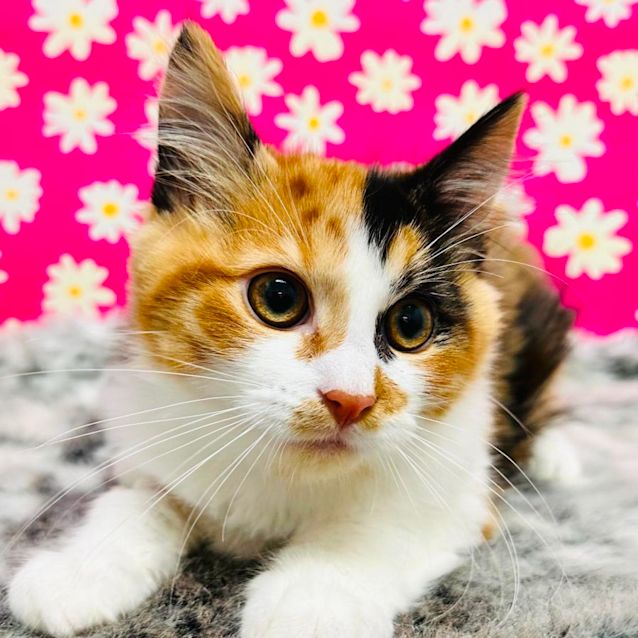 Photo of Nyssa   Located In Preston