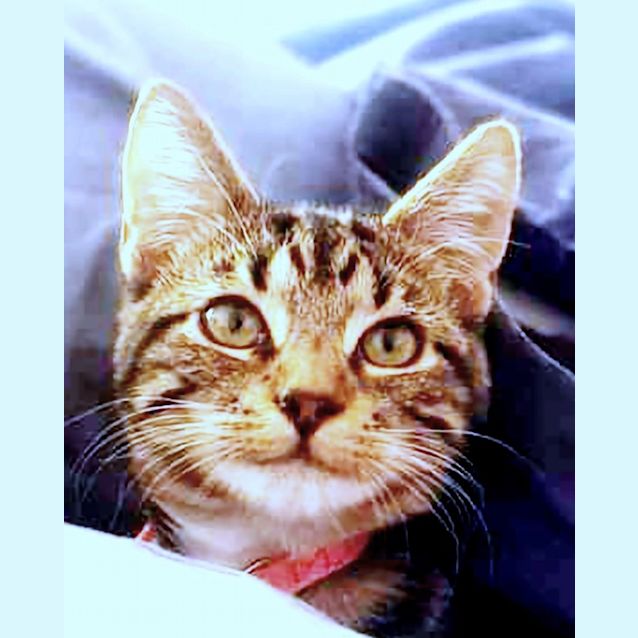 Photo of Julian   Located In Fawkner