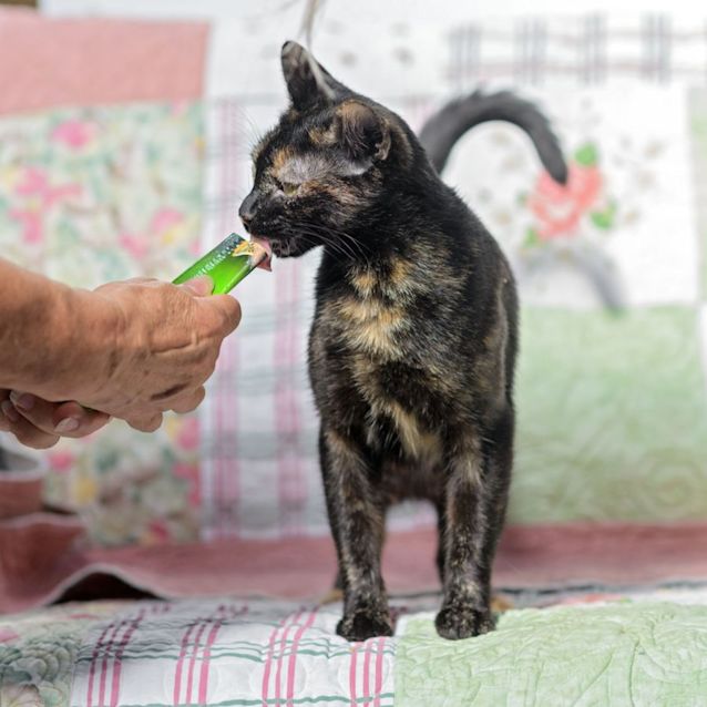 Photo of Eliana ** 2nd Chance Cat Rescue**