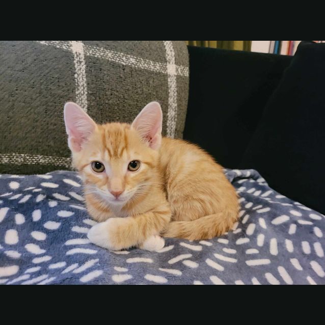 Photo of Beans